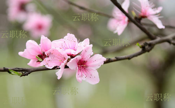 高级工程师职称证查询？不要被骗了！